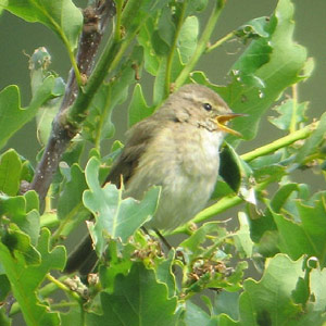 La détermination des oiseaux sur le terrain