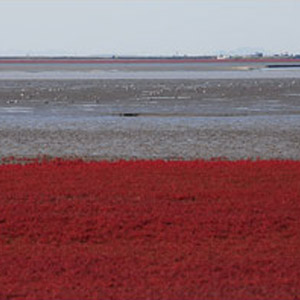 Un spectacle automnal spectaculaire : les prairies rouges du Shuangtai