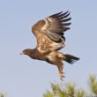 L&rsquo;Aigle pomarin a essayé de nicher en Catalogne en 2011 et en 2012 !