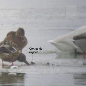 Quand les canards mangent des crottes de cygnes pour survivre en hiver