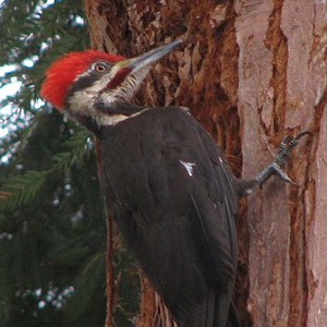 Pourquoi les pics n’ont-ils pas mal à la tête ?