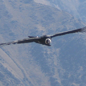 Quand les condors forcent les pumas à tuer davantage et à prendre plus de risques