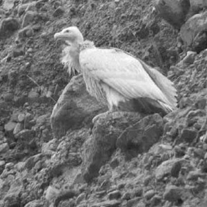 Deux Vautours fauves anormaux dans la province de Saragosse (Espagne)