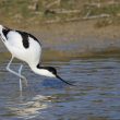 Avocette élégante