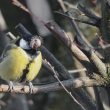 Mésange charbonnière atteinte de variole aviaire | Marc Wilb