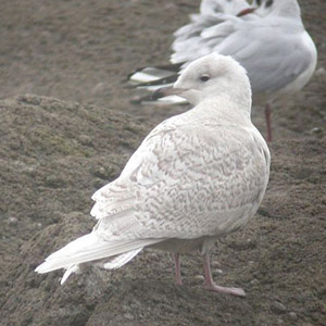 Identifier le Goéland à ailes blanches de premier hiver