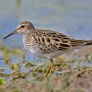 Chez les Bécasseaux tachetés mâles, les dormeurs sont les perdants