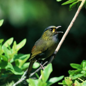 Observer les oiseaux sur l’île de Taïwan