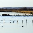 Observer les oiseaux dans le domaine de Certes (Gironde)