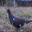 Un Grand Tétras mâle « mou » en Franche-Comté