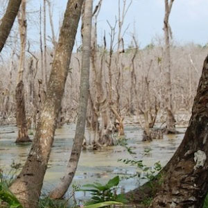 Le tsunami de décembre 2004 et les oiseaux