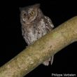 Description d&rsquo;une nouvelle espèce de petit-duc sur l&rsquo;île de Lombok (Indonésie)