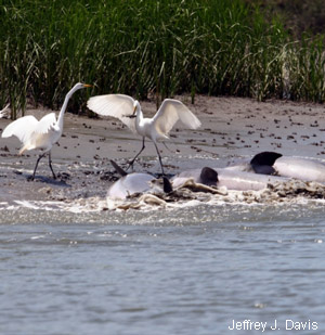Certains oiseaux profitent d’une méthode de pêche particulière des dauphins