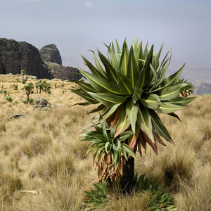Observer les oiseaux sur les hauts plateaux éthiopiens