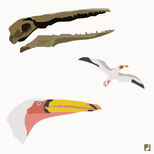 Découverte du fossile d’un oiseau marin géant