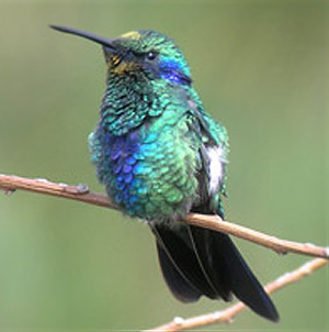 Une nouvelle étude bouleverse l’arbre phylogénétique des oiseaux