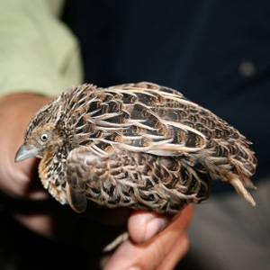 Redécouverte du Turnix de Worcester !