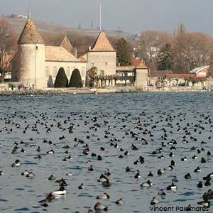 Observer les oiseaux en hiver dans la partie ouest du Lac Léman