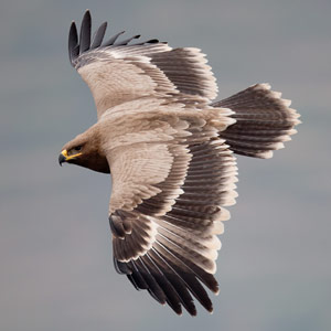 Bilan 2012 du suivi de la migration des rapaces à Thoolakharka (Népal)