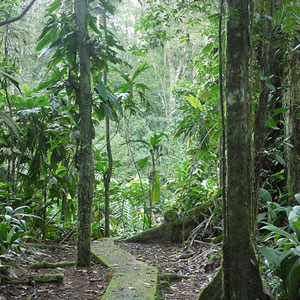 Découvrir les oiseaux du Costa Rica en famille : la réserve biologique de La Selva