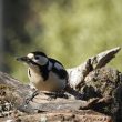Pic épeiche femelle à la mangeoire