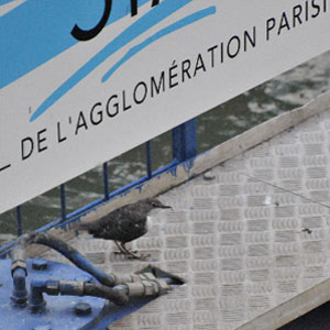 Un Cincle plongeur dans la proche banlieue de Paris en juillet 2010