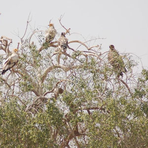 Observer les vautours et les aigles dans la décharge de Jor Beed (Inde)