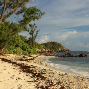 Observer les oiseaux sur l’île Cousin (Seychelles)