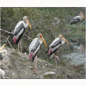Les oiseaux du parc national de Keoladeo (Inde)