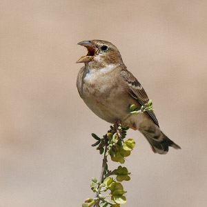 Actualités ornithologiques israéliennes de mars 2013