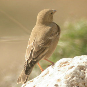 Le Moineau pâle au Liban