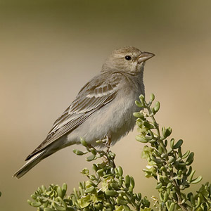 Invasion de Moineaux pâles en Israël en mai 2006