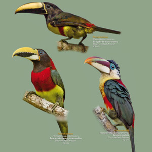 La réserve Rio das Furnas propose deux autres affiches  sur les oiseaux brésiliens