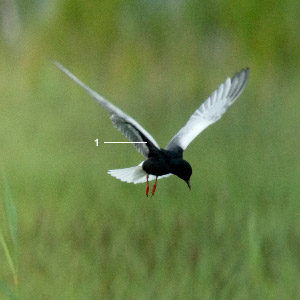 La Guifette leucoptère, un migrateur rare en France, aux effectifs nicheurs européens variables