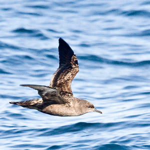 Positionner ses observations ornithologiques dans le Golfe de Gascogne sans GPS