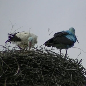 Cigognes bleues allemandes : une couleur improbable naturellement