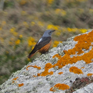 Un Monticole de roche sur l’île d’Yeu (Vendée) le 5 mai 2013