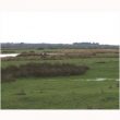 Les oiseaux des marais de Réthoville et de Vrasville (Manche)