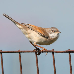 Un magnétomètre dans la mandibule supérieure des oiseaux