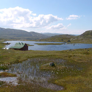 Séjour ornithologique en  Norvège du 29 mai au 21 juin 2007