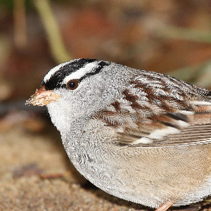 L’organe paratympanique, le baromètre interne des oiseaux