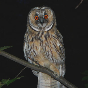 Le système auditif des oiseaux