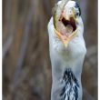 Le Héron cendré du parc de Bercy (Paris)