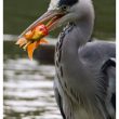 Le Héron cendré aime les poissons rouges