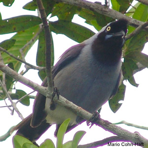 15 nouvelles espèces d’oiseaux ont été décrites en Amazonie brésilienne