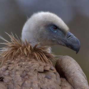 Les « attaques » de vautours : fantasmes et réalités
