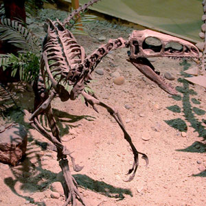 Certains coelurosaures respiraient comme des oiseaux aquatiques