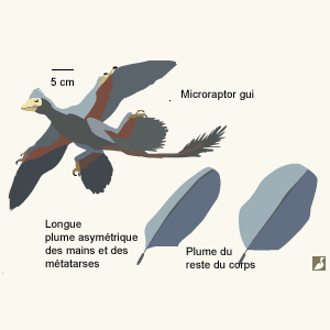 L’étude d’un modèle de Microraptor apporte de nouveaux éléments sur l’origine du vol