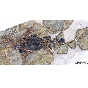 L’Archéoptéryx serait un Deinonychosaure et non pas l’oiseau le plus primitif