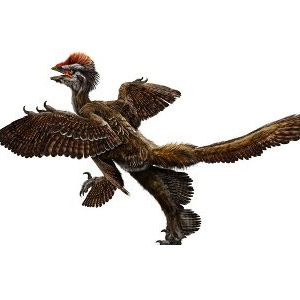 Anchiornis, un dinosaure à plumes plus ancien que l’Archeopteryx